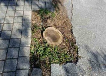 Σύλλογος Κοντοπεύκου: «Απαιτούμε δέντρα στον Αγ. Δημήτριο το συντομότερο»