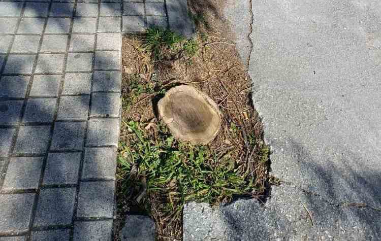 Σύλλογος Κοντοπεύκου: «Απαιτούμε δέντρα στον Αγ. Δημήτριο το συντομότερο»