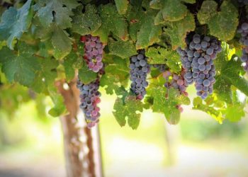 Γιώργος Ξηροχωρίτης: Χειμερινά Σταφύλια