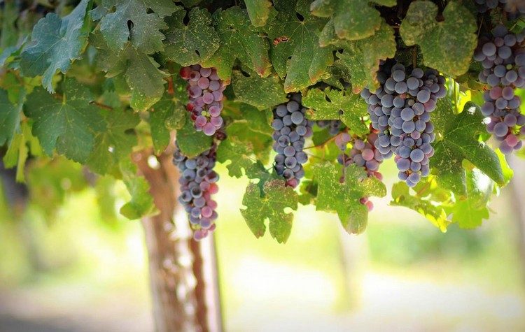 Γιώργος Ξηροχωρίτης: Χειμερινά Σταφύλια