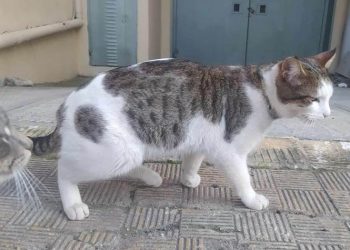 «Αγαπάμε το Χαλάνδρι»: «Προτείνουμε τη δημιουργία Δημοτικού Κτηνιατρείου»