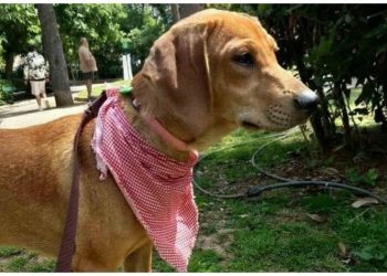 Γιορτή υιοθεσίας αδέσποτων στο πάρκο «Μίκης Θεοδωράκης»