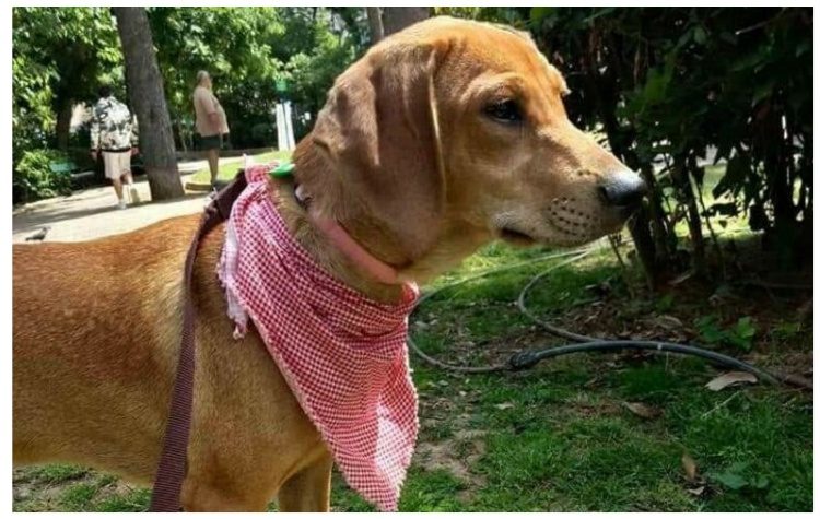 Γιορτή υιοθεσίας αδέσποτων στο πάρκο «Μίκης Θεοδωράκης»