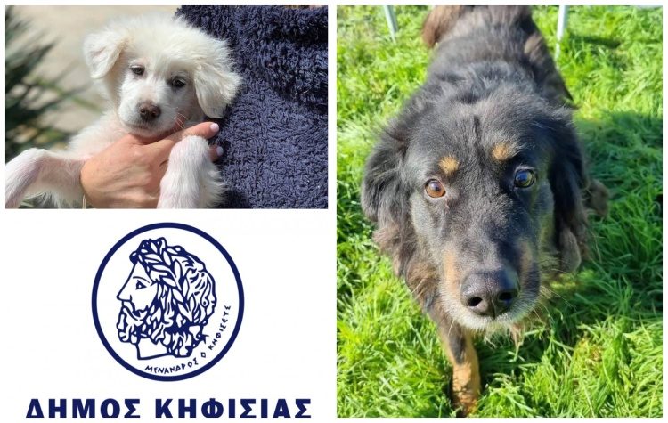 Σε ψηφιακή πλατφόρμα τα αδέσποτα του Δήμου - Γνωριμία και υιοθεσία με λίγα «κλικ»