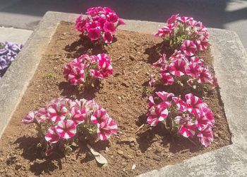 Οι φυτωριούχοι του Δήμου «υιοθετούν» πάρκα, πλατείες και παρτέρια