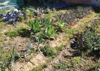 Άρχισε η υποβολή αιτήσεων για τον Δημοτικό Λαχανόκηπο Λυκόβρυσης-Πεύκης