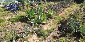 Άρχισε η υποβολή αιτήσεων για τον Δημοτικό Λαχανόκηπο Λυκόβρυσης-Πεύκης