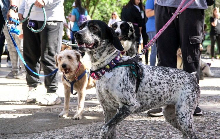 Βόλτα στη Ρεματιά με τετράποδους… Χαλανδραίους