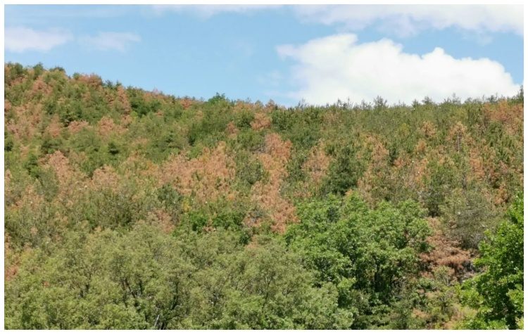 Σκυλακάκης: Παράταση έως τις 21 Ιουνίου για τα μέτρα πυροπροστασίας ακινήτων σε δάση