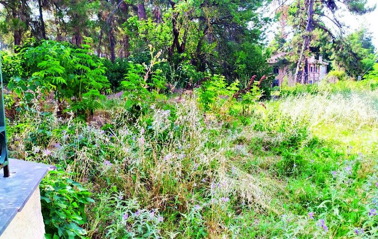 Αντιπυρικός κλαυσίγελως…