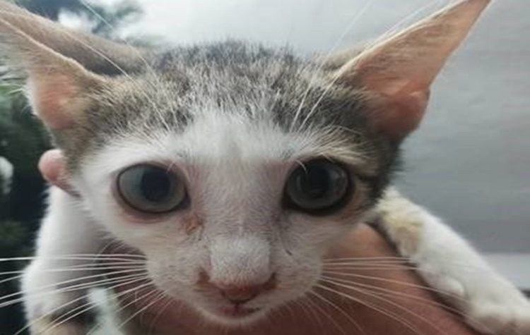 «Μια υπεύθυνη υιοθεσία για κάθε αδέσποτο»