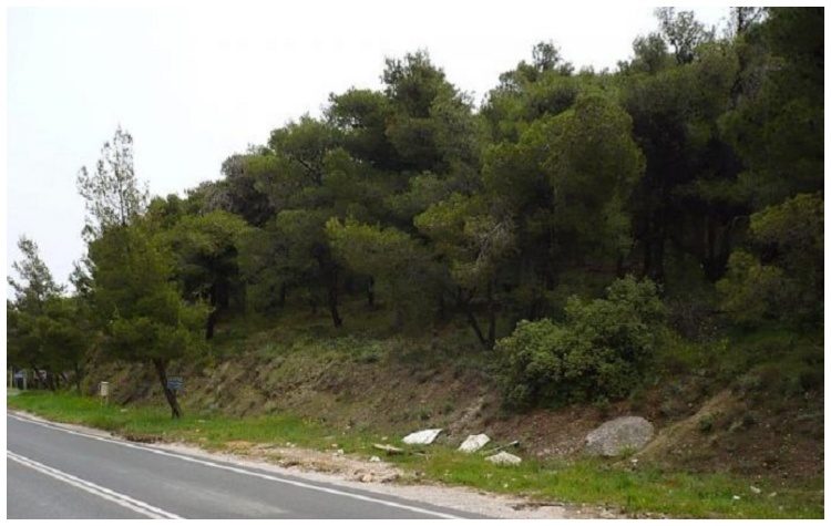 Ξεκίνησαν οι βάρδιες πυροφύλαξης στο δάσος του Αγίου Θεοκλήτου στα Άνω Βριλήσσια