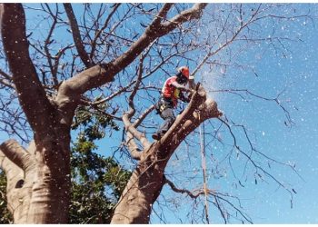«Η κοπή δέντρων στο γεφυράκι στο Σωρό και τα… μυστικά της»
