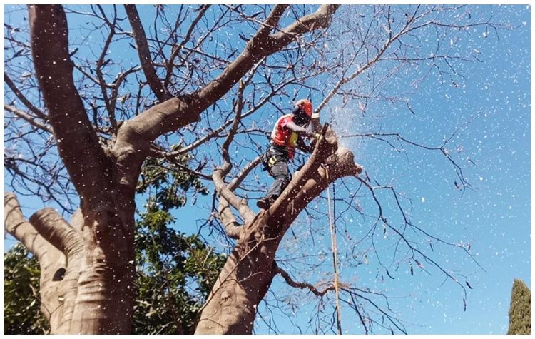 «Η κοπή δέντρων στο γεφυράκι στο Σωρό και τα… μυστικά της»