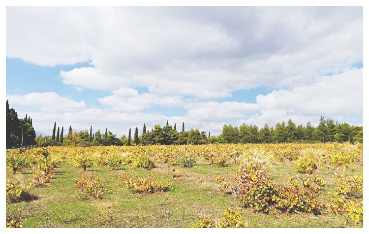 Το κτήμα Συγγρού πριν από τον Ανδρέα Συγγρό