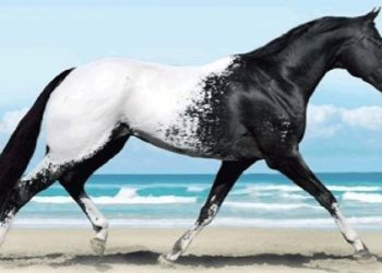 Ότε τα ζώα είχον Φωνήν Ο Καβαλάρης και ο Ψαρής