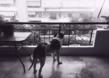 Προσοχή ο σκύλος…γαβγίζει