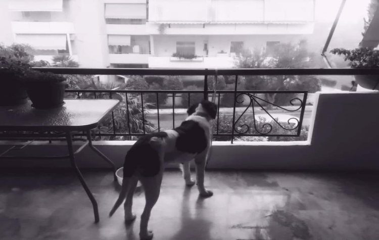 Προσοχή ο σκύλος…γαβγίζει