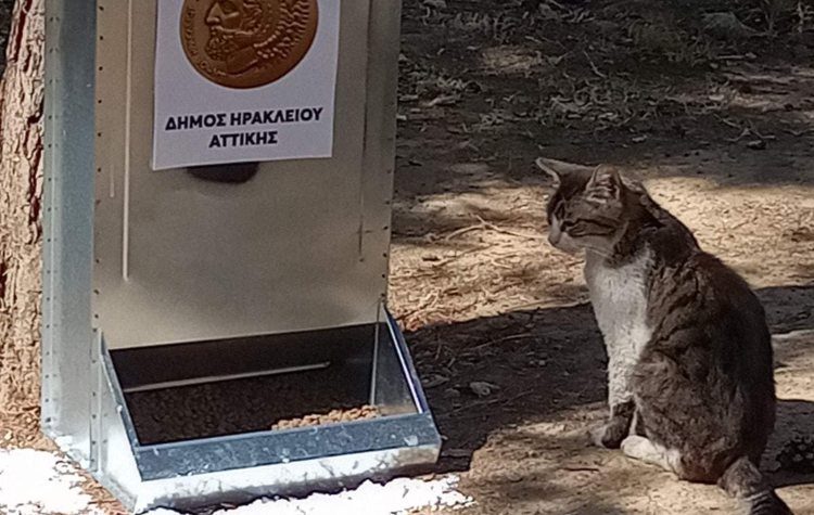 Φαγητό και νερό για τις αδέσποτες γάτες στο Ηράκλειο