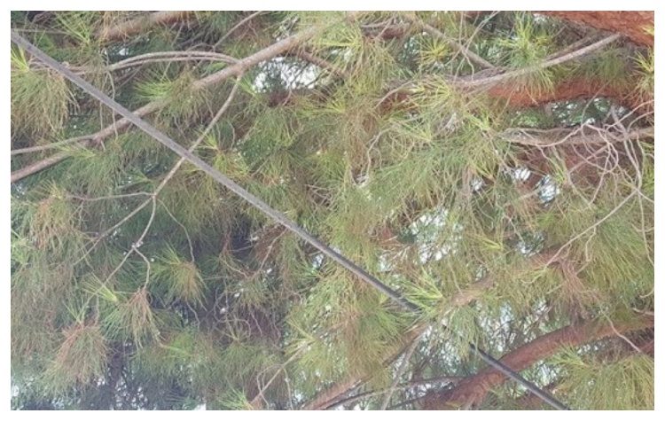 Δημοτική Αρχή: «Να αναφέρονται στον Δήμο περιπτώσεις ανεξέλεγκτης κοπής δέντρων»