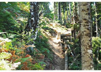 Οι υλοτόμοι είναι οι προστάτες του δάσους