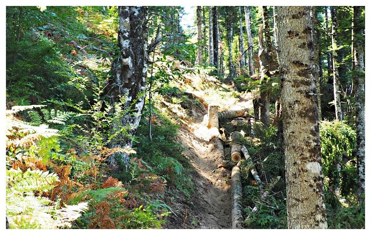 Οι υλοτόμοι είναι οι προστάτες του δάσους