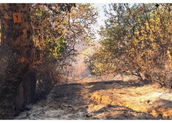 «To δάσος να ξαναγίνει δάσος» : Εκδήλωση του Βριλησσού την Τετάρτη 11/ 9