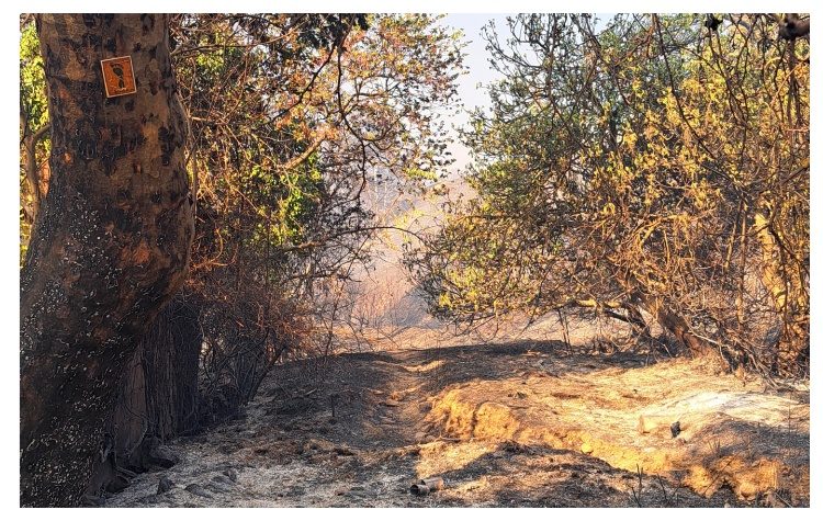 «To δάσος να ξαναγίνει δάσος» : Εκδήλωση του Βριλησσού την Τετάρτη 11/ 9