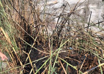 Άμεση κατάσβεση σε περιστατικό φωτιάς