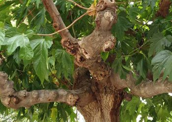 «Επιδημία» ξήρανσης στις μουριές της πόλης- Πώς αντιμετωπίζεται από τον Δήμο Κηφισιάς