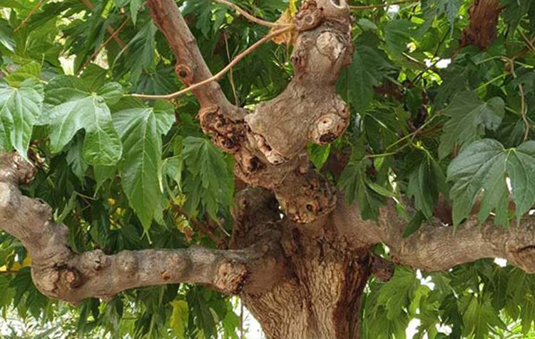 «Επιδημία» ξήρανσης στις μουριές της πόλης- Πώς αντιμετωπίζεται από τον Δήμο Κηφισιάς