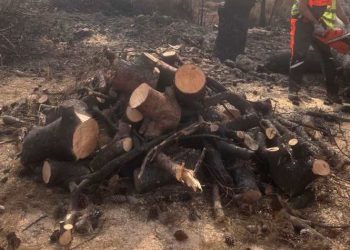 Δήμος Χαλανδρίου: Δωρεάν προμήθεια ξυλείας – Κοπές δέντρων σε οικόπεδα πυρόπληκτων
