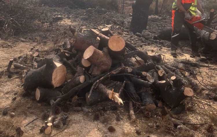 Δήμος Χαλανδρίου: Δωρεάν προμήθεια ξυλείας – Κοπές δέντρων σε οικόπεδα πυρόπληκτων