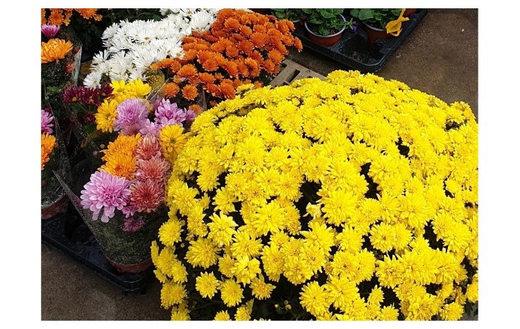 Τα χρυσάνθεμα του Οκτώβρη…