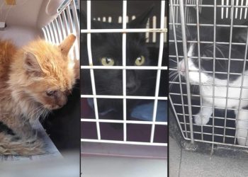 Πρόγραμμα Κτηνιατρικών Υπηρεσιών σε αδέσποτα ζώα - στειρώσεις και εξυγίανση των γατο-αποικιών
