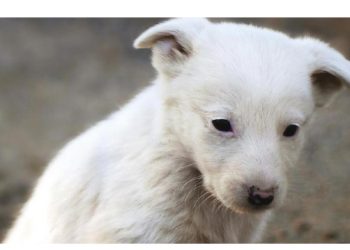 Ημέρα υιοθεσίας αδέσποτων την Κυριακή στο πάρκο «Μ. Θεοδωράκης»