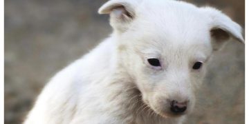 Η παραδοσιακή γιορτή υιοθεσίας  αδέσποτων ζώων επανέρχεται  στα Βριλήσσια την Κυριακή 26 Απριλίου