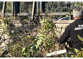 Δάσος Συγγρού: Συνδρομή του Δήμου Αμαρουσίου στην καταπολέμηση του αείλανθου