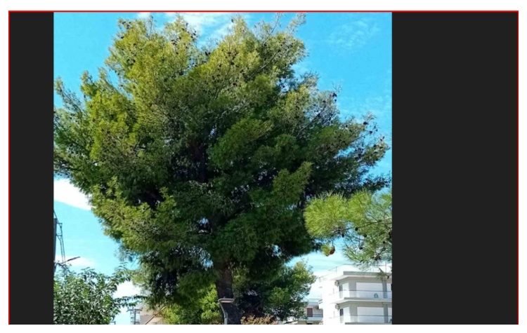 «Όχι» της Περιφέρειας στο αίτημα του Δήμου για αναστολή της προγραμματισμένης κοπής τριών πεύκων