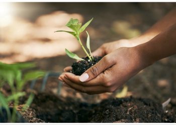 Aναβάλλεται η δενδροφύτευση στην πρώην Ναυτική Βάση