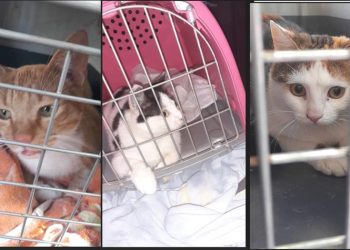 Συνεχίζεται το «Πρόγραμμα Κτηνιατρικών Υπηρεσιών σε αδέσποτα ζώα» του Δήμου Νέας Φιλαδέλφειας - Νέας Χαλκηδόνας