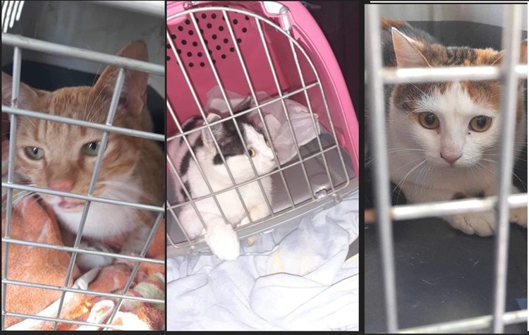 Συνεχίζεται το «Πρόγραμμα Κτηνιατρικών Υπηρεσιών σε αδέσποτα ζώα» του Δήμου Νέας Φιλαδέλφειας - Νέας Χαλκηδόνας