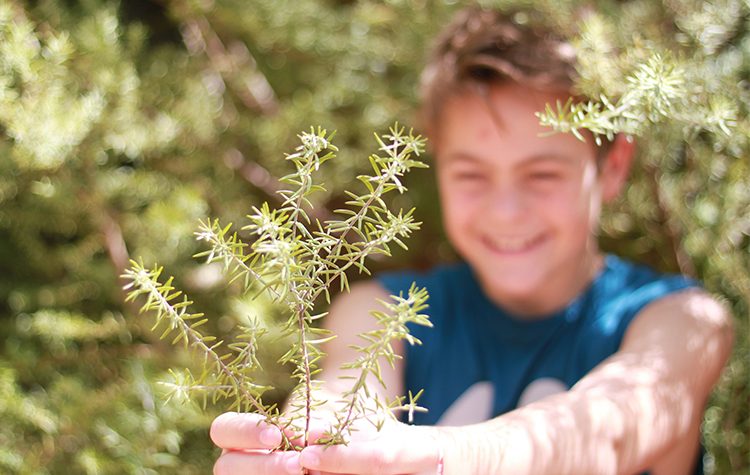 Εθελοντική δενδροφύτευση στις 22/12: Για να… πρασινίσει ο Κοκκιναράς