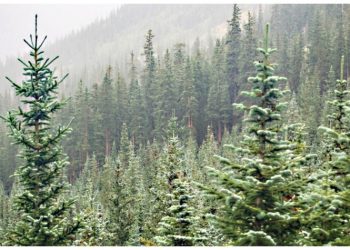 Το έλατο που έγινε χριστουγεννιάτικο σύμβολο!