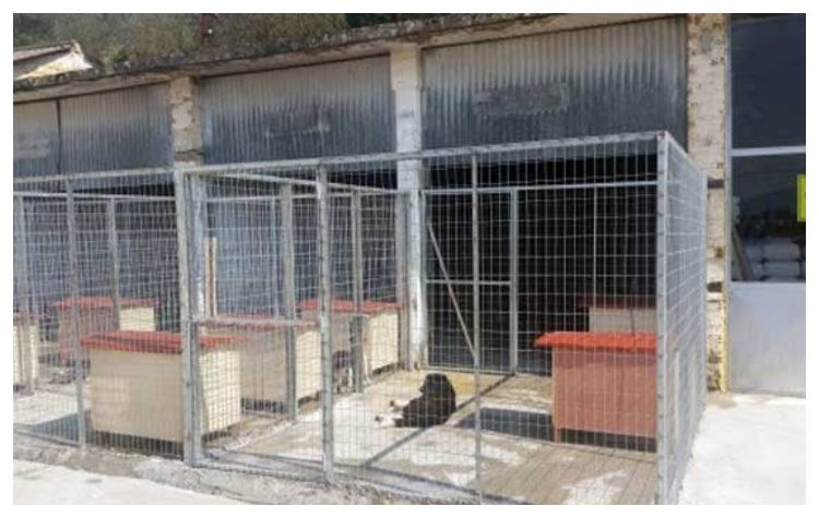 ΥΠΕΣ: Καταβολή 5 εκατ. € στους Δήμους για τα αδέσποτα, η κατανομή στα βόρεια προάστια