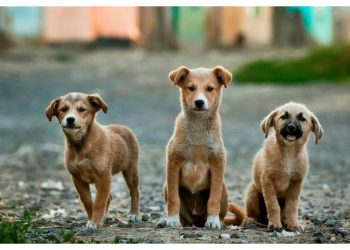 Γιορτή υιοθεσίας αδέσποτων στο πάρκο «Μίκης Θεοδωράκης»