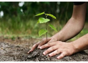 Πρώτη δενδροφύτευση στην Πεντέλη από τον ΣΠΑΠ για το 2025