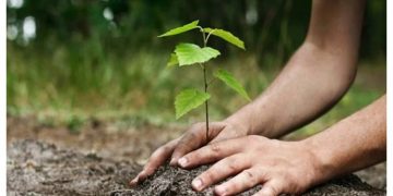 Πρώτη δενδροφύτευση στην Πεντέλη από τον ΣΠΑΠ για το 2025
