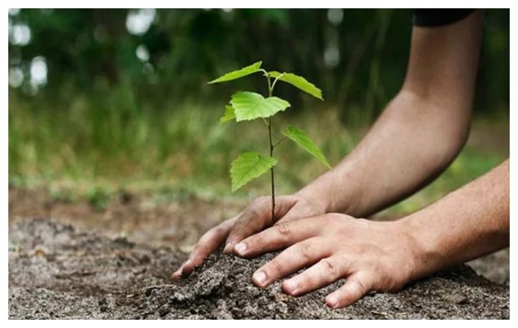 Πρώτη δενδροφύτευση στην Πεντέλη από τον ΣΠΑΠ για το 2025