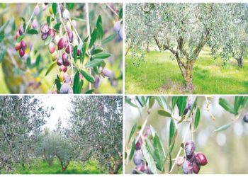 Ευτράπελα: Εξαιρετικό παρθένο ελαιόλαδο από τον Ελαιώνα του ΙΓΕ!